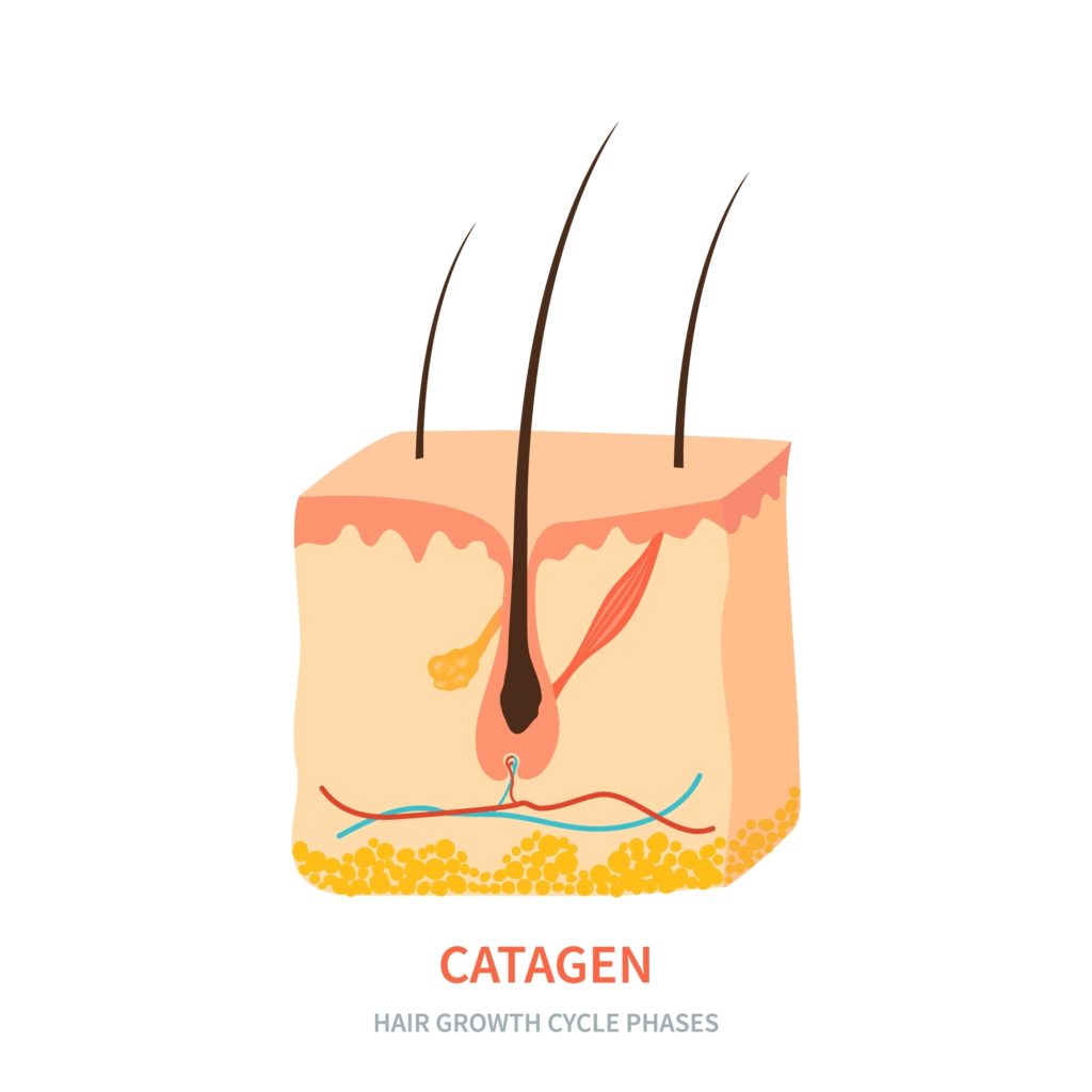 Catagen Phase