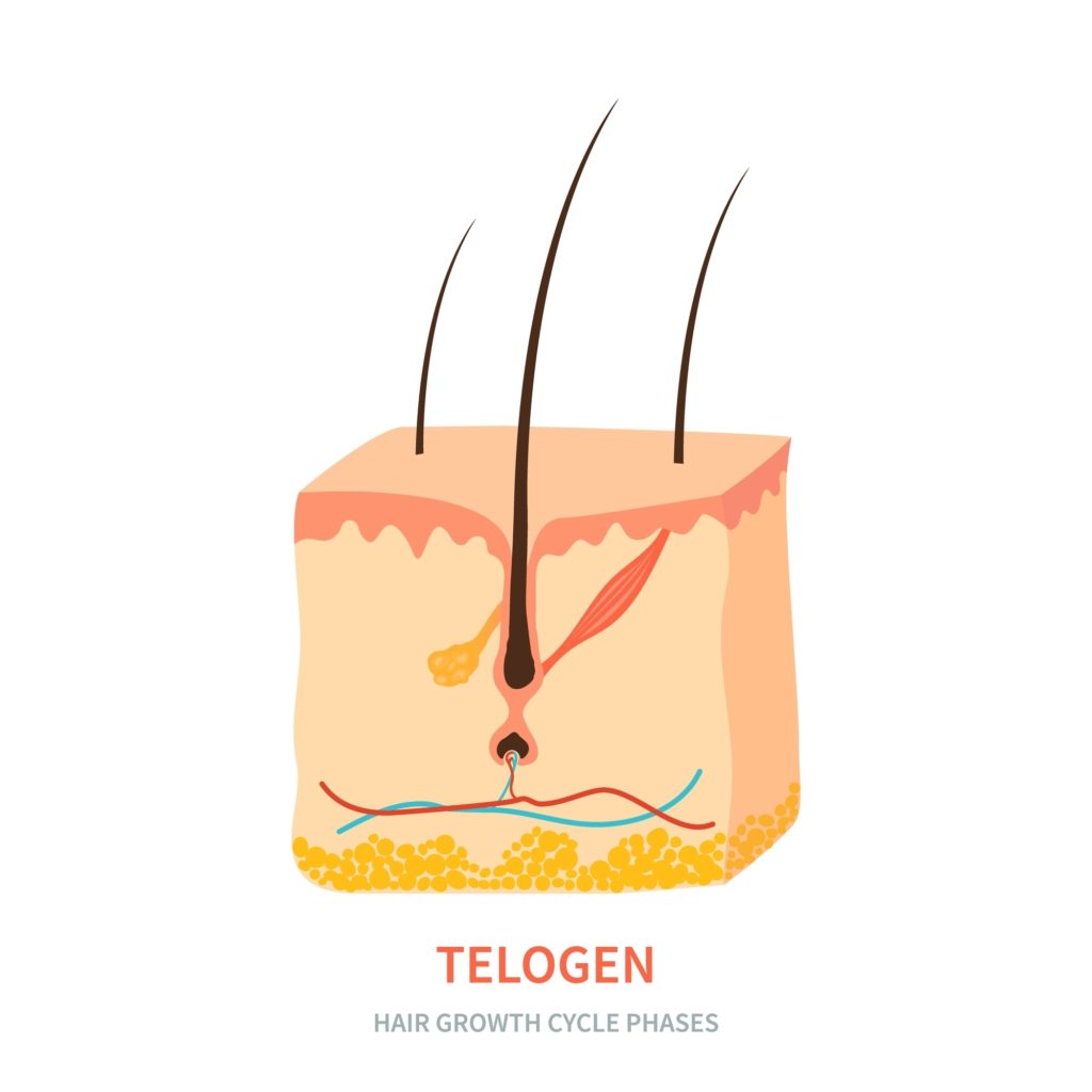 Telogen Phase